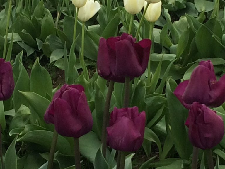 Tulipanes Negros